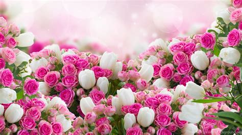 Pink And White Flower Wallpapers Top Free Pink And White Flower