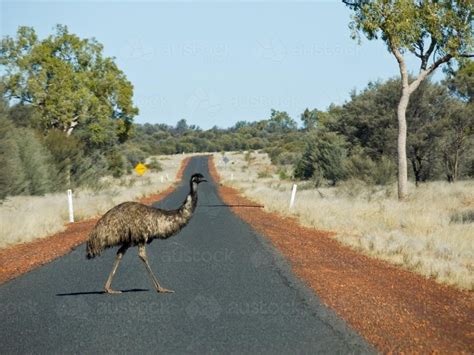 Image Of Emu Crossing A Bitumen Road In The Outback Austockphoto
