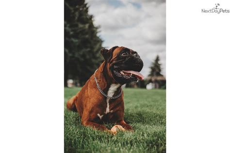 Read about height, weight, temperament, good with children, activity level, grooming tips and training requirements. Jewel: Boxer puppy for sale near Spokane / Coeur D'alene, Washington. | 399732de-ec61
