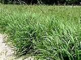 Although bahia grass does not need much moisture, germinating seeds do; Can Zoysia Overtake My Lawn?
