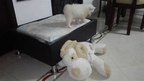 Cachorro Samoyedo Llorando Youtube