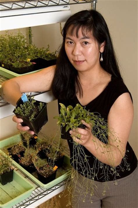 Trio Of Plant Genes Prevents ‘too Many Mouths Uw News