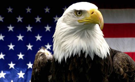 Resultado De Imagen Para Aguila De Estados Unidos Símbolos Americanos