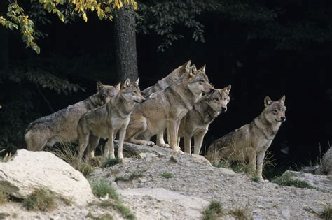 With Federal Gray Wolf Protections Restored Two Mi Laws Suspended