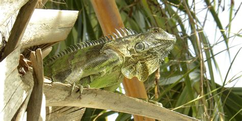 Most Common Types Of Iguanas In Florida