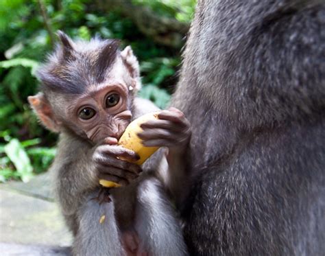 Baby Monkey Eating Banana Sacred Monkey Forest Bali Indonesia