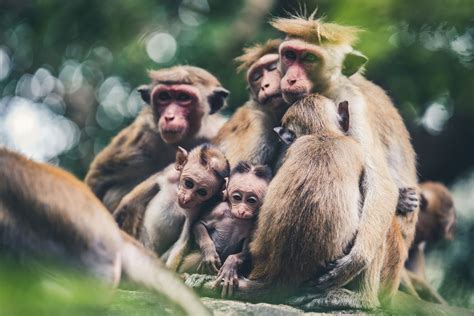 Monkey Family | Monkey family, Monkey, Baby monkey