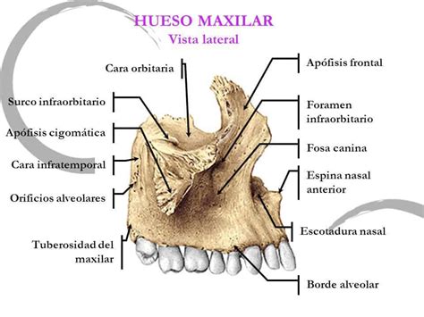 Maxilar Superior Atlas De Anatomía