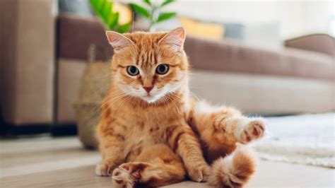 5 Reasons Cat Drag Their Bum On The Floor And How To Stop It
