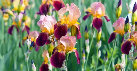 What Are The Different Types Of Iris Flowers Gardeners Path