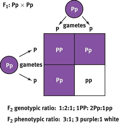 Punnett squares are useful in genetics to diagram possible genotypes of the offspring of two organisms. What Is A Punnett Square And Why Is It Useful In Genetics. - PPT - MENDELIAN GENETICS PowerPoint ...