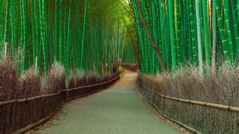 Nature Bamboo HD Wallpaper