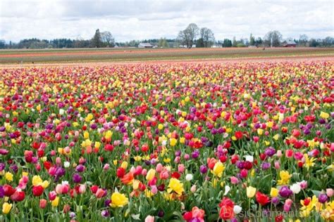 Field Of Tulips Flowers Desicomments Com