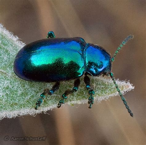 Green Blue Milkweed Beetle Chrysochus Cobaltinus Bugguidenet