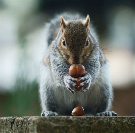 Grey Squirrel With Brown Nuts Hd Wallpaper Wallpaper Flare