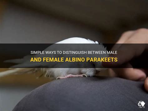 Simple Ways To Distinguish Between Male And Female Albino Parakeets