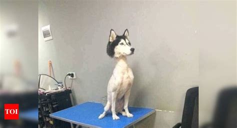 Shaved Photo Of A Siberian Husky Goes Viral Sparks Outrage Times Of