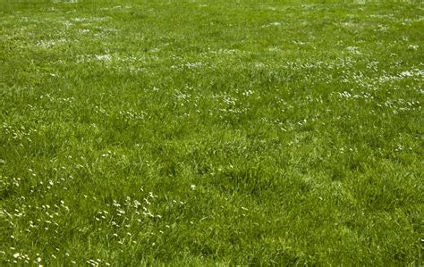 Free Images Plant Field Meadow Prairie Texture Flower Environment Green Pasture Space