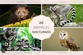 20 animales nocturnos - Ejemplos y características con FOTOS