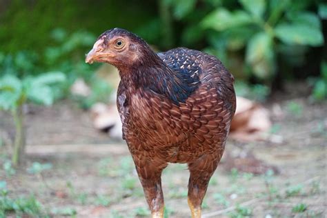 Aseel Chickens Pictures Info Uses Traits And Care Guide Pet Keen