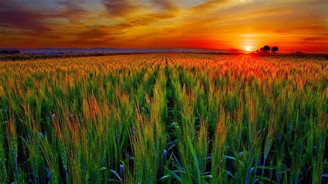 Hd Wallpaper Nature Wheat Field Cereal Syrup Agriculture Rural