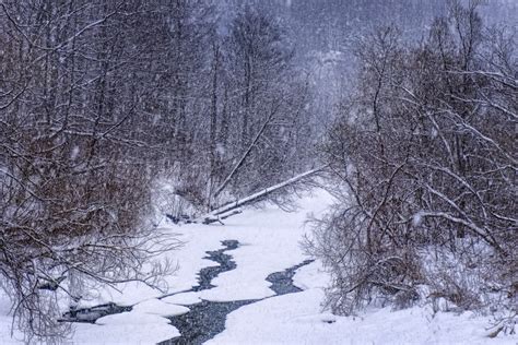 Free Images River Stream Trees Branches Forest Snowstorm
