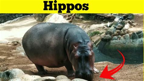 The Mighty Hippopotamus Learn About The Worlds Largest Land Animal