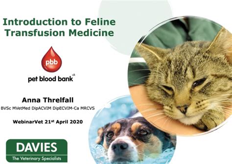 Webinar Introduction To Feline Transfusion Medicine Pet Blood Bank