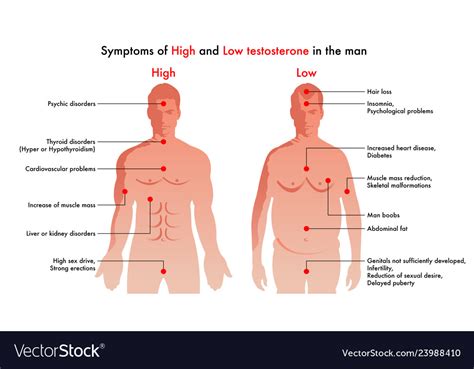 High And Low Testosterone Symptoms Royalty Free Vector Image