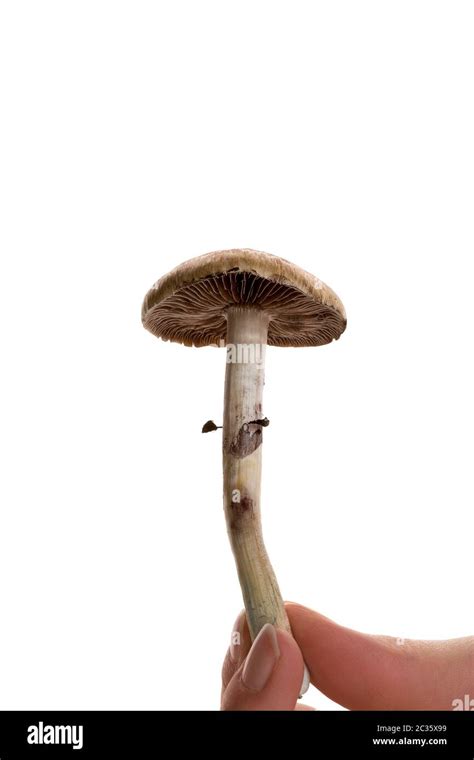 Fresh Magic Mushroom In Female Hand Isolated Over White Background