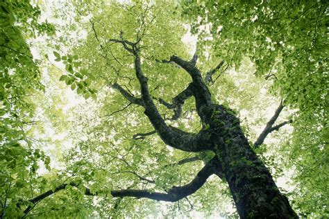 Five Kinds Of Beech Trees
