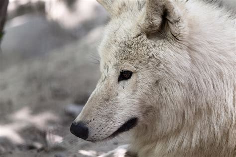 Public Domain Picture Arctic Wolf Id 13974232813351