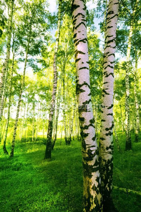 Birch Woodland Wall Mural Wallsauce Us