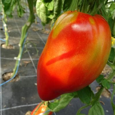 Plant Tomate Greff E Cornue Des Andes Bio Plantzone