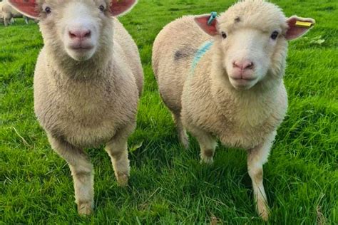 4 Dorset Horn And Poll Dorset Breeding Lambs Ewes Sellmylivestock