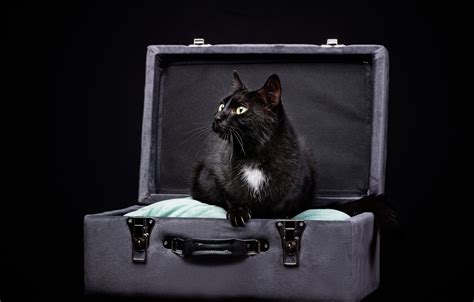 Wallpaper Cat Cat Suitcase Images For Desktop Section кошки Download
