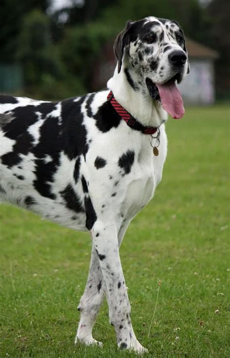 12 Great Dane Pros And Cons Are These Giant Dogs Suited To You