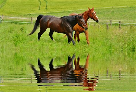 Free Images Nature Grass Field Meadow Prairie Play Green Herd