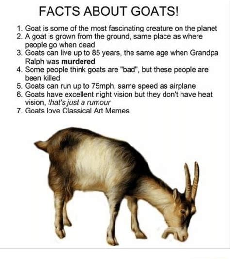 Ns Facts About Goats Goat Is Some Of The Most Fascinating Creature