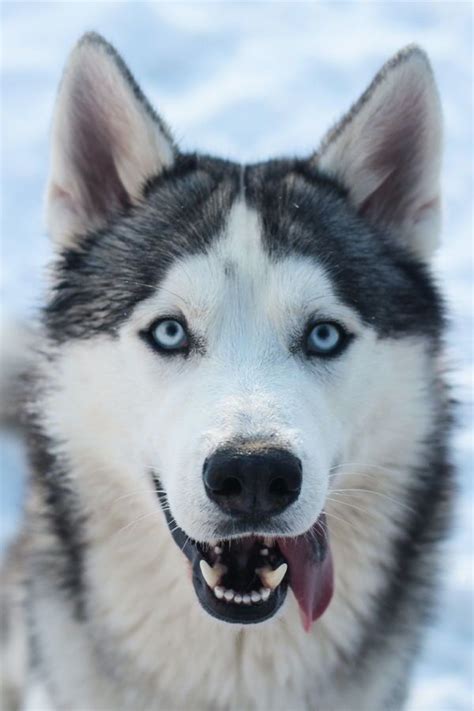 10 Fascinating Facts About Siberian Huskies In 2020 White Siberian