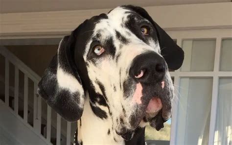 16 Reasons Why You Should Never Own Great Danes Page 3 The Paws