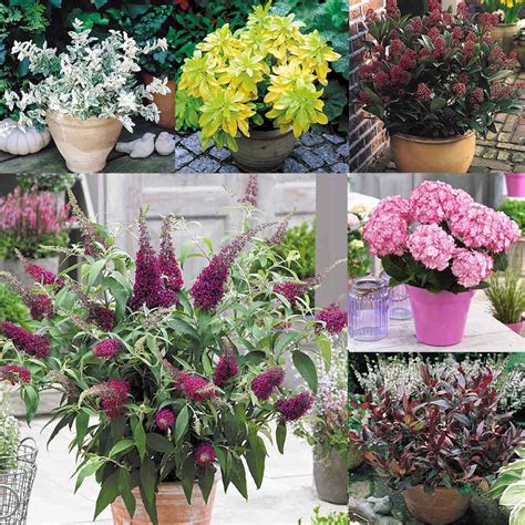 Popular Shrub Collection Garden Offers