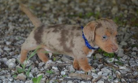 With a curious nature, dachshund puppies are ready to test your boundaries and explore their new home with you. Miniature Dachshund Puppy for Sale - Adoption, Rescue for ...
