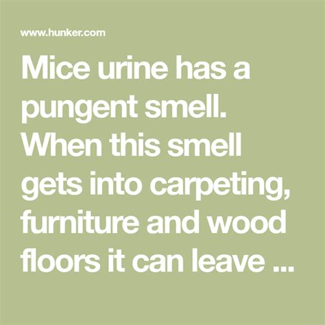 We did not find results for: How to Get Rid of the Urine Smell From Mice | Hunker ...