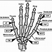 Human hand skeleton model. DIP = distal interphalangeal, HM = hamate ...