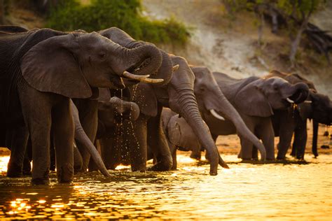 Top 162 Chobe National Park Animals