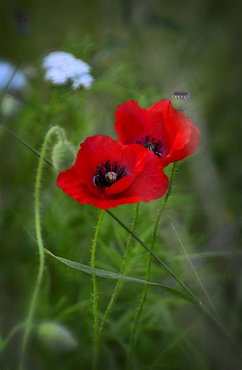Red Poppies Photograph By Saija Lehtonen Fine Art America