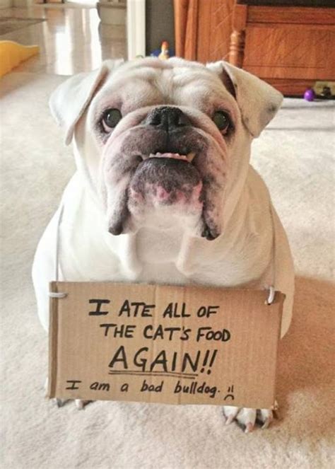Dog Shaming I Ate All Of The Cats Food Again Funny Funny Dog Signs
