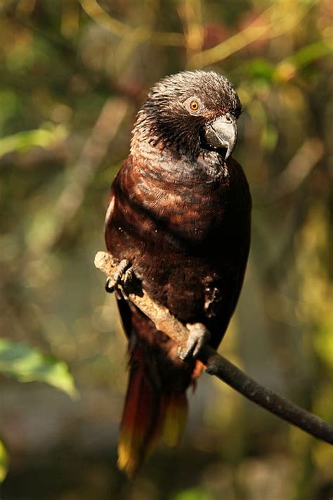 Parrot Encyclopedia Black Lory World Parrot Trust