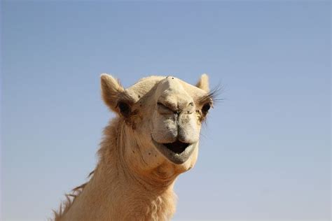 200 Free Dromedary And Camel Images Pixabay
